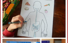 All About Me fabulous Science Activities From Our Time To Learn