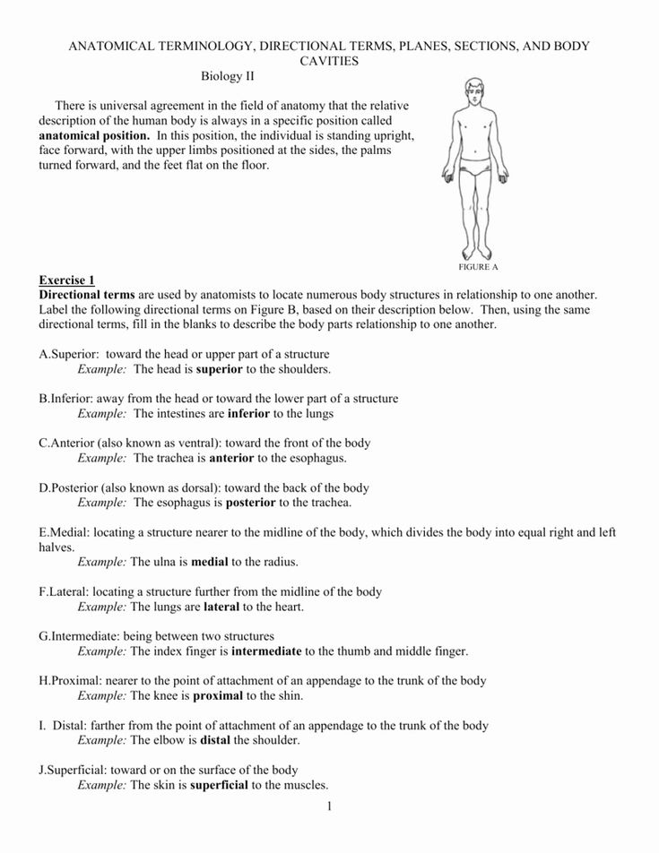 Anatomical Terms Worksheet Answers Elegant Anatomicaltermsworksheetc 