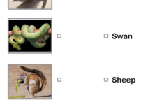 Animals Names With Pictures Worksheet Turtle Diary