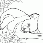 Koala Coloring Pages To Download And Print For Free