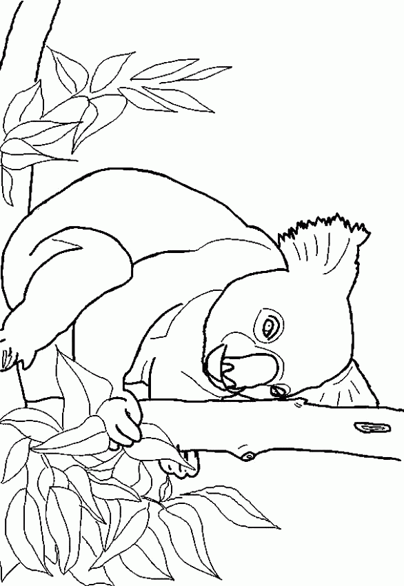 Koala Coloring Pages To Download And Print For Free