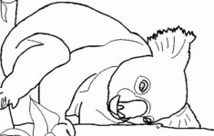 Koala Coloring Pages To Download And Print For Free