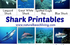 Shark Activities For Kids Free Printables Natural Beach Living